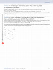 Research paper thumbnail of Erratum: A thymic pathway of mouse natural killer cell development characterized by expression of GATA-3 and CD127