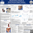 Research paper thumbnail of Morphometric Analysis of Mitral Annulus Shape Variation