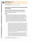 Research paper thumbnail of Scanning Electrochemical Microscopy of Individual Single-Walled Carbon Nanotubes