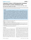 Research paper thumbnail of Coibamide A Induces mTOR-Independent Autophagy and Cell Death in Human Glioblastoma Cells