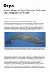 Research paper thumbnail of Sperm whales in the Colombian Caribbean Sea: a tropical safe haven?