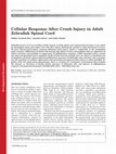 Research paper thumbnail of Cellular response after crush injury in adult zebrafish spinal cord