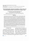 Research paper thumbnail of Transcriptomic Changes in Ruminal Tissue Induced by the Periparturient Transition in Dairy Cows