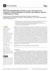 Research paper thumbnail of Molecular Identification of Babesia spp. and Anaplasma marginale in Water Buffaloes in Veracruz and Tabasco, Mexico: A Retrospective Study