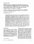 Research paper thumbnail of VIP21-caveolin, a membrane protein constituent of the caveolar coat, oligomerizes in vivo and in vitro