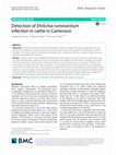 Research paper thumbnail of Detection of Ehrlichia ruminantium infection in cattle in Cameroon