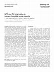 Research paper thumbnail of NPY and TH innervation in human choroidal whole-mounts