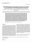 Research paper thumbnail of PVF1/PVR signaling and apoptosis promotes the rotation and dorsal closure of the Drosophila male terminalia