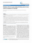 Research paper thumbnail of Deletion of Irs2 causes reduced kidney size in mice: role for inhibition of GSK3β?