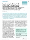 Research paper thumbnail of Insulin receptor substrate 1 (IRS-1) plays a unique role in normal epidermal physiology