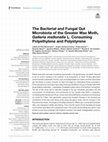 Research paper thumbnail of The Bacterial and Fungal Gut Microbiota of the Greater Wax Moth, Galleria mellonella L. Consuming Polyethylene and Polystyrene