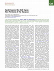 Research paper thumbnail of Cyclin beyond the Cell Cycle: New Partners at the Synapse