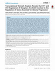 Research paper thumbnail of Transcriptional Network Analysis Reveals that AT1 and AT2 Angiotensin II Receptors Are Both Involved in the Regulation of Genes Essential for Glioma Progression