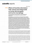 Research paper thumbnail of Effects of Acanthus ebracteatus Vahl. extract and verbascoside on human dermal papilla and murine macrophage