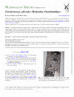 Research paper thumbnail of Octodontomys gliroides (Rodentia: Octodontidae)