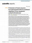 Research paper thumbnail of Protection of insect neurons by erythropoietin/CRLF3-mediated regulation of pro-apoptotic acetylcholinesterase