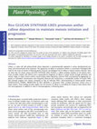 Research paper thumbnail of Rice GLUCAN SYNTHASE-LIKE5 promotes anther callose deposition to maintain meiosis initiation and progression