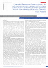 Research paper thumbnail of Linezolid Resistant Enterococcus: An Important Emerging Pathogen Isolated from a Non-Healing Ulcer of a Diabetic Foot Patient