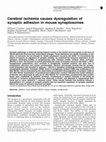 Research paper thumbnail of Cerebral Ischemia Causes Dysregulation of Synaptic Adhesion in Mouse Synaptosomes