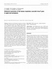 Research paper thumbnail of Enhanced expression of the human respiratory syncytial virus-F gene in apple leaf protoplasts