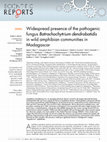 Research paper thumbnail of Widespread presence of the pathogenic fungus Batrachochytrium dendrobatidis in wild amphibian communities in Madagascar