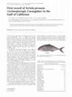 Research paper thumbnail of First record of Seriola peruana (Actinopterygii: Carangidae) in the Gulf of California