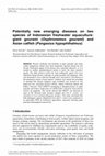 Research paper thumbnail of Potentially new emerging diseases on two species of Indonesian freshwater aquaculture: giant gourami (Osphronemus gourami) and Asian catfish (Pangasius hypophthalmus)