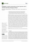 Research paper thumbnail of Endophytic Candida membranifaciens from Euphorbia milii L. Alleviate Salt Stress Damages in Maize