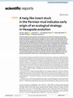 Research paper thumbnail of A twig-like insect stuck in the Permian mud indicates early origin of an ecological strategy in Hexapoda evolution