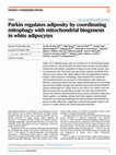 Research paper thumbnail of Parkin regulates adiposity by coordinating mitophagy with mitochondrial biogenesis in white adipocytes