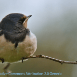 Migración golondrina