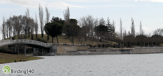 Laguna de Mari Pascuala, Leganés, Madrid