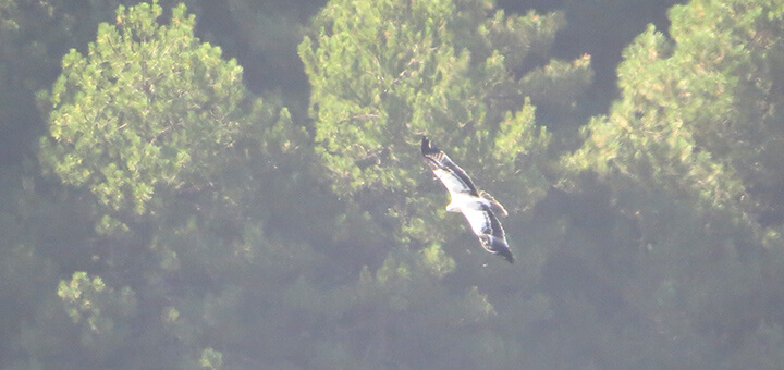 bosque aguila rapaz