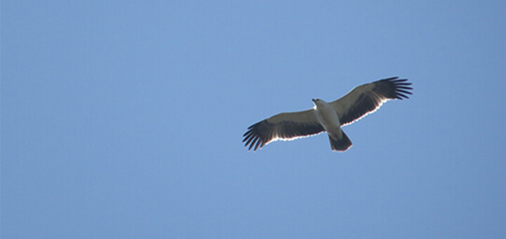 cielo azul águila rapaz