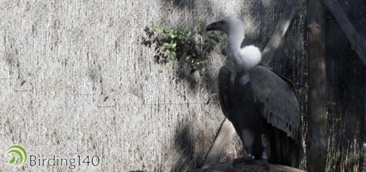 Buitre leonado (Gyps fulvus)