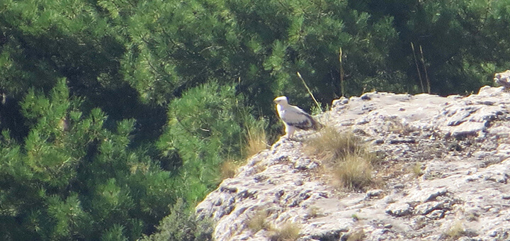 roca aguila rapaz