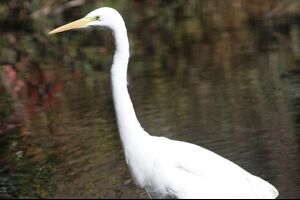 公園の池