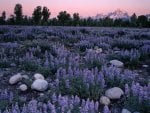 Sunrise Glow on a Field of Lupine at the Teton Range Wyoming