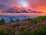 Mount Rainier National Park Washington USA