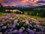 Purple asters at sunset