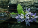 Bluebells in the water