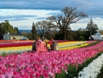 Wooden Shoe Annual Tulip Festival, Oregon