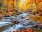 A bubbling brook in an autumn forest