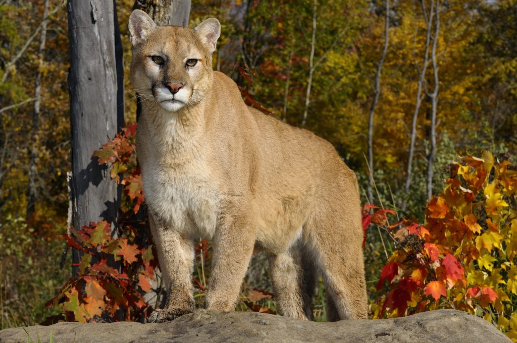 'We do need to harvest': Alberta government expands cougar hunting areas, quotas