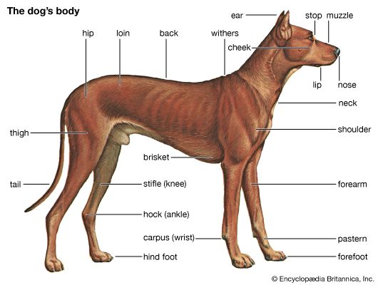 external features of a dog