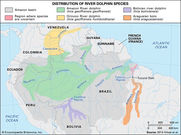 South American river dolphin