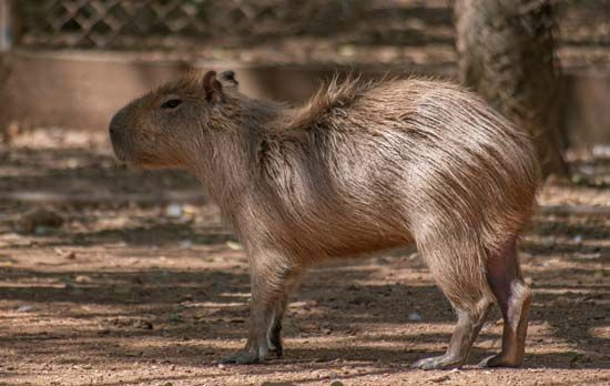 capybara