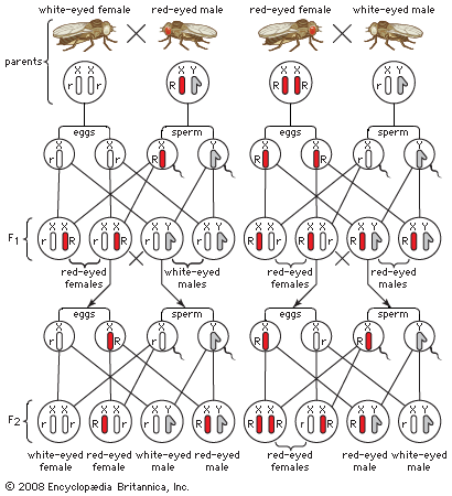 sex-linked inheritance