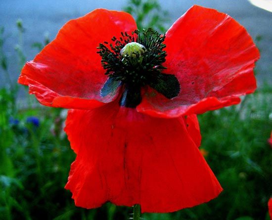 corn poppy