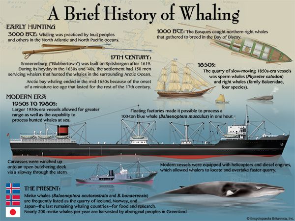 whaling history